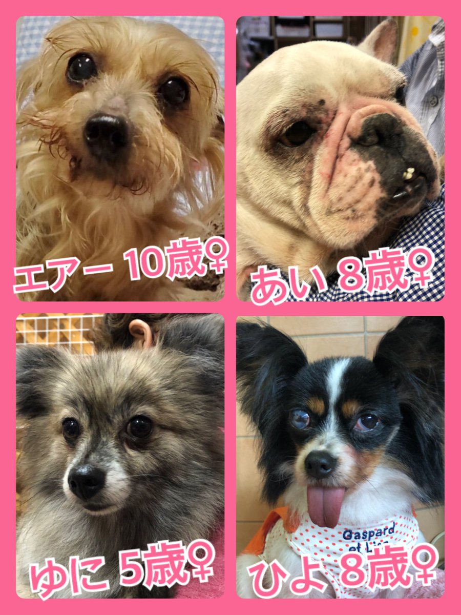 🐾今日の里親様募集中ワンコ🐶メンバーです🐾2020,4,23